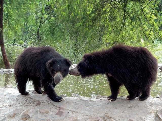 Visit Wildlife SOS
