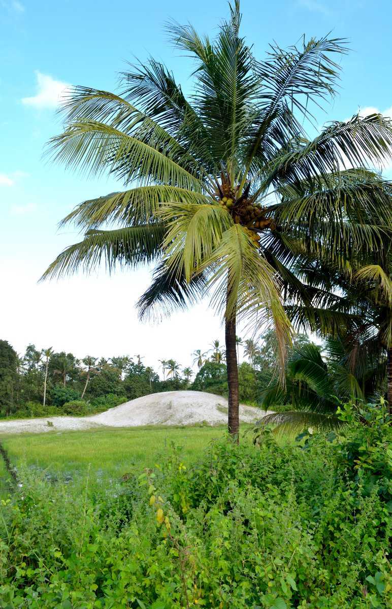 Visit Pallippuram