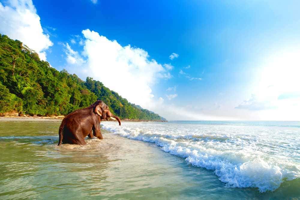 Visit Elephant Beach