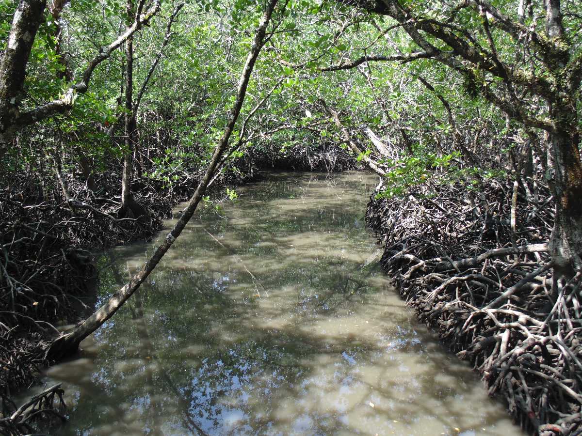 Visit Mangrove Creeks in Andaman