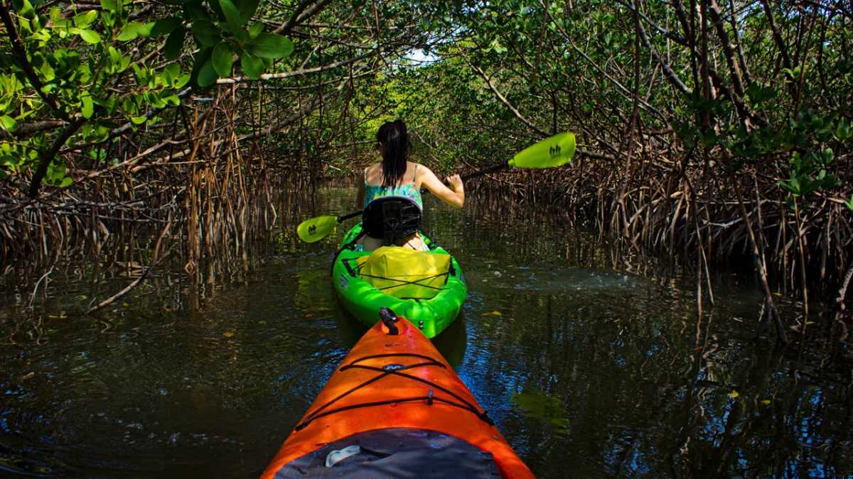 Visit Mangrove Kayaking