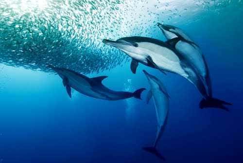 Visit Scuba Diving In Andaman