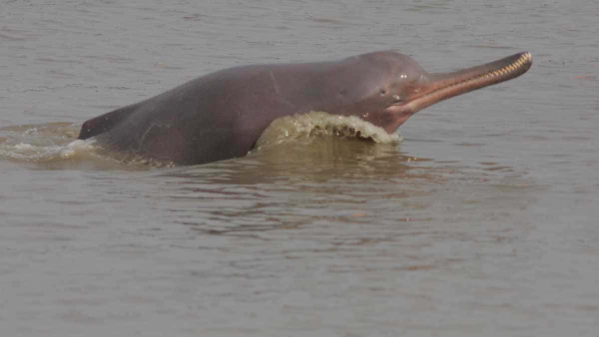 Visit Vikramshila Gangetic Dolphin Sanctuary