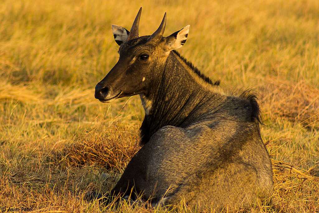 Visit Bhavnagar Blackbuck National Park