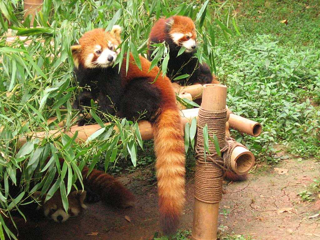 Visit Himalayan Zoological Park