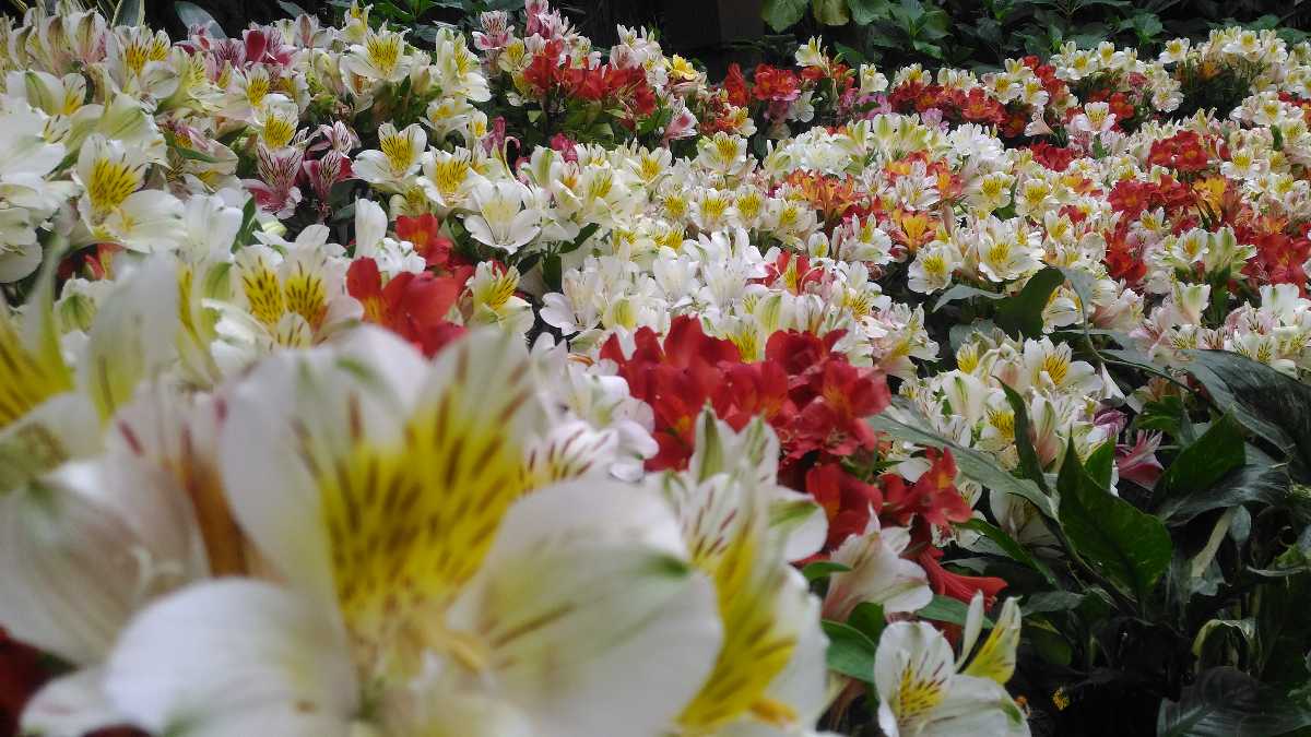 Visit International Flower Festival in Gangtok