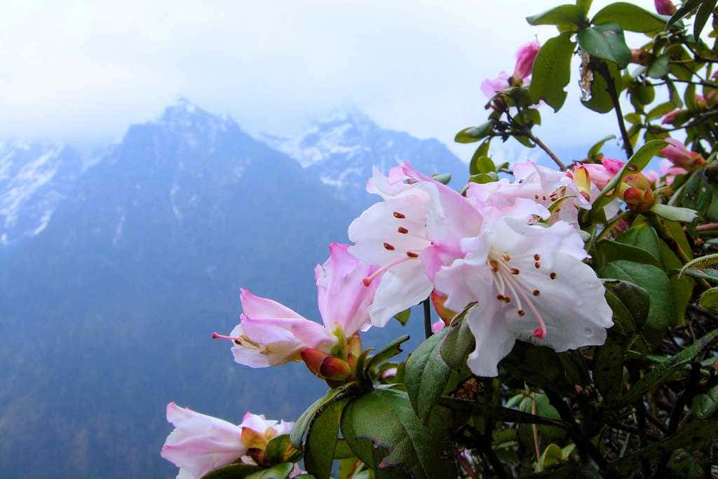 Visit Shingba Rhododendron Sanctuary