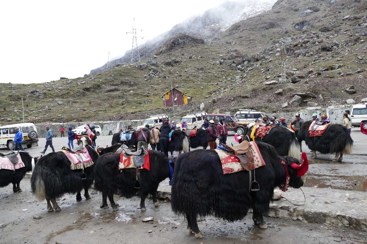 Visit Yak Safari