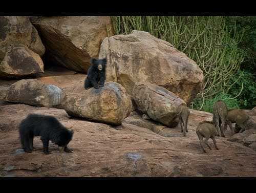 Visit Daroji Bear Sanctuary