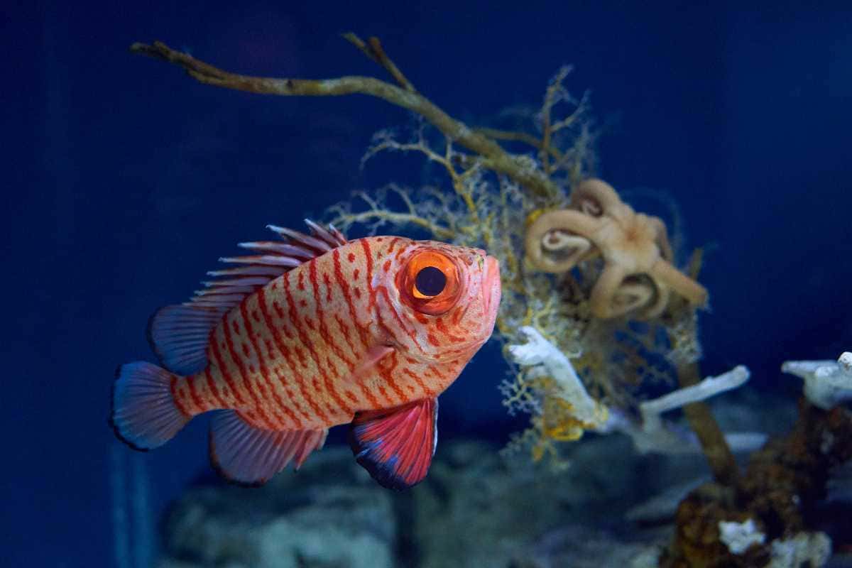 Visit Karwar Aquarium