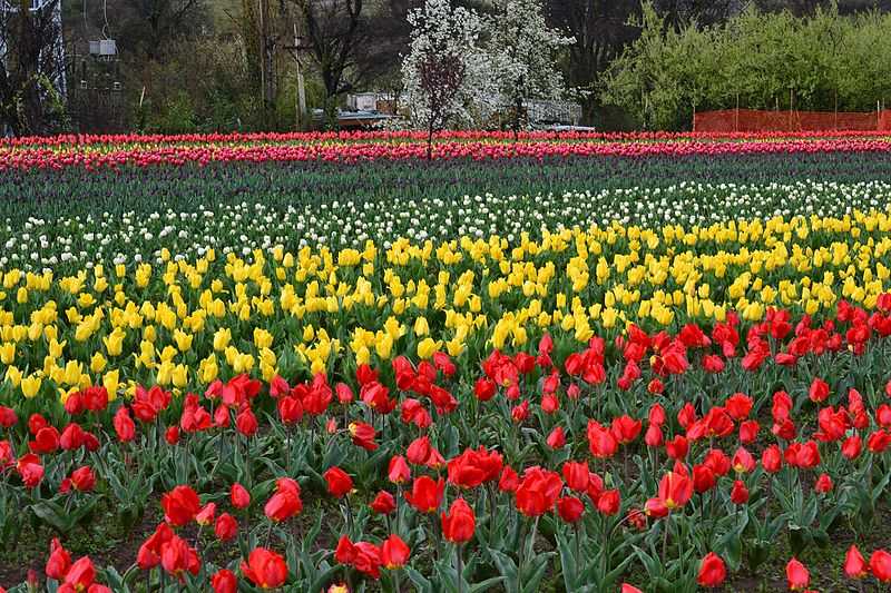 Attraction in Kashmir - SyncTrip