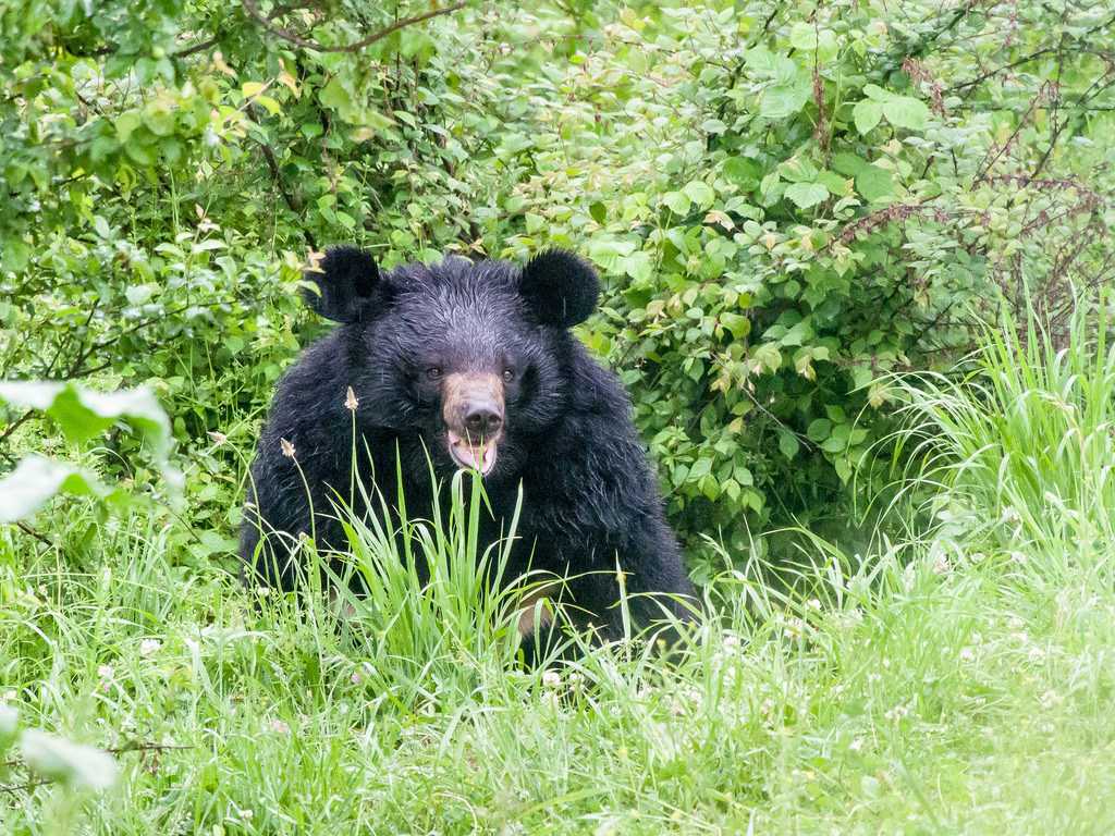 Visit Dachigam National Park