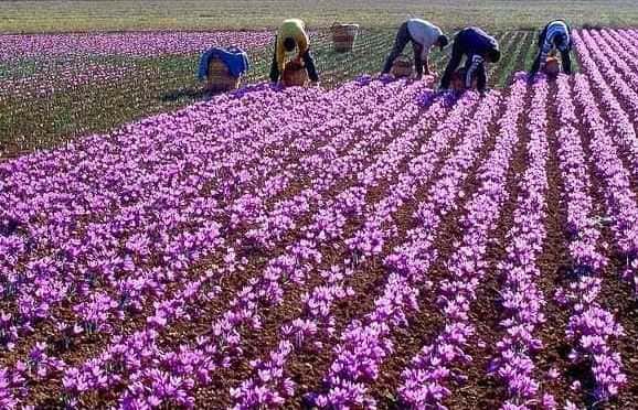 Visit Pampore (Saffron Town)