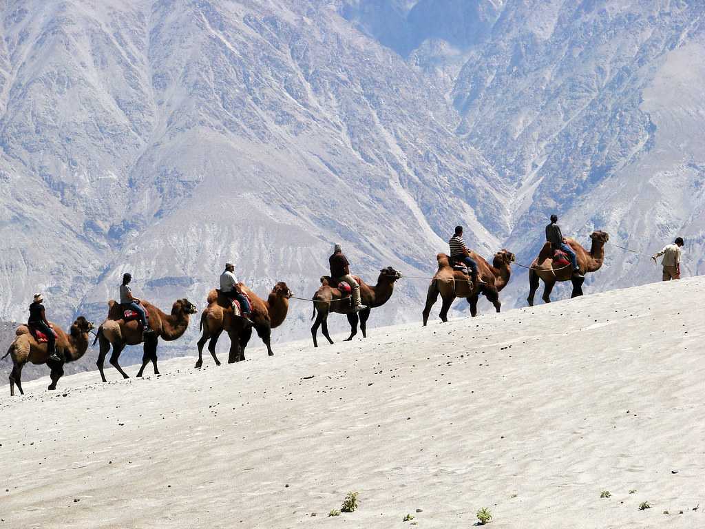 Visit Bactrian Camel Ride