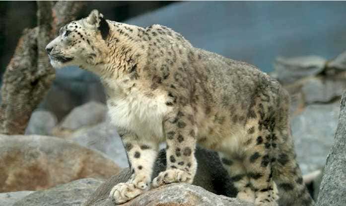 Visit Hemis National Park