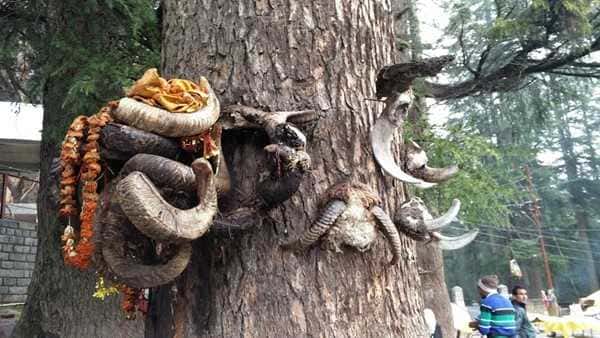 Visit Ghatotkach Tree Temple