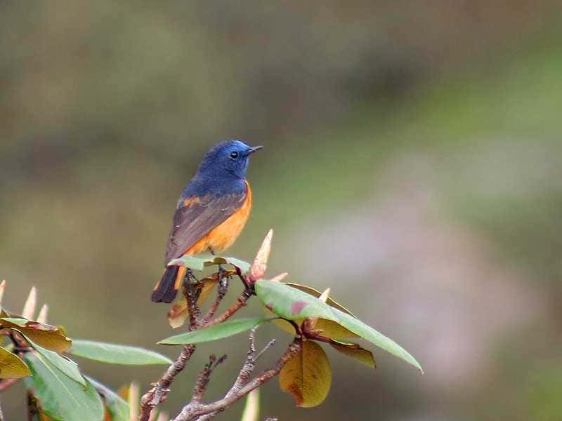 Visit The Great Himalayan National Park