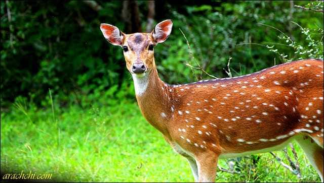 Attraction in Munnar - SyncTrip
