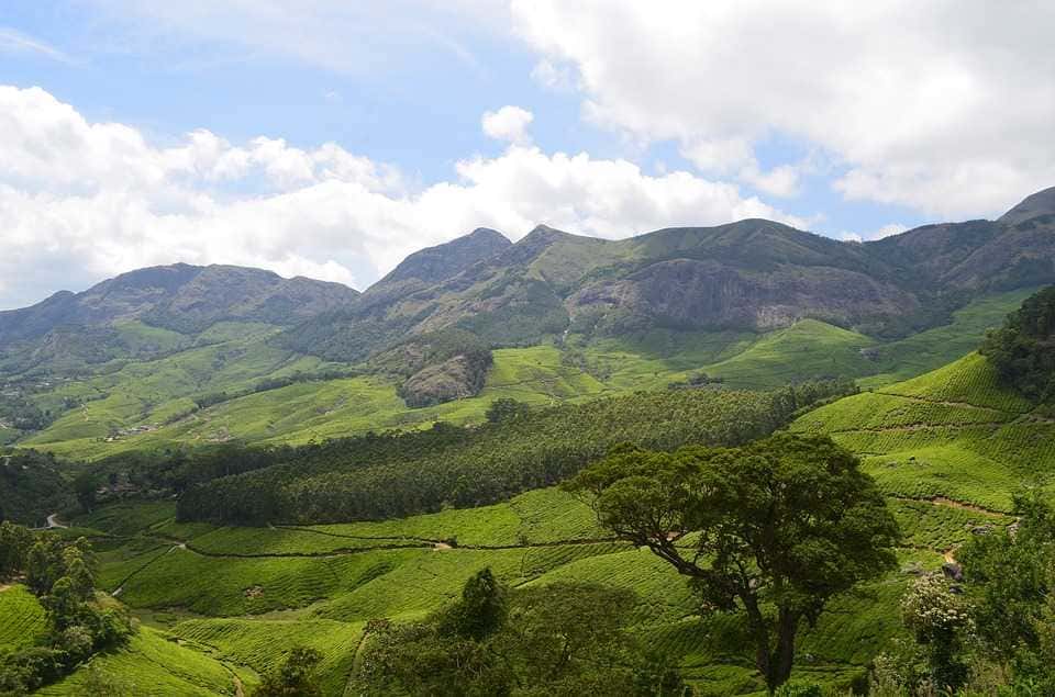 Attraction in Munnar - SyncTrip