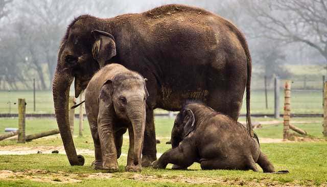 Attraction in Munnar - SyncTrip