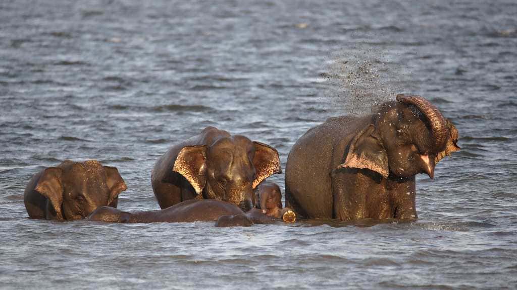 Visit Elephant Lake