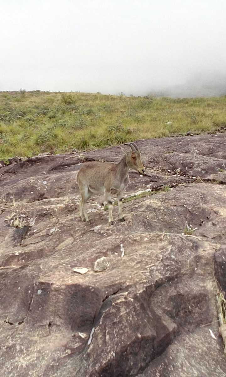 Visit Eravikulam National Park