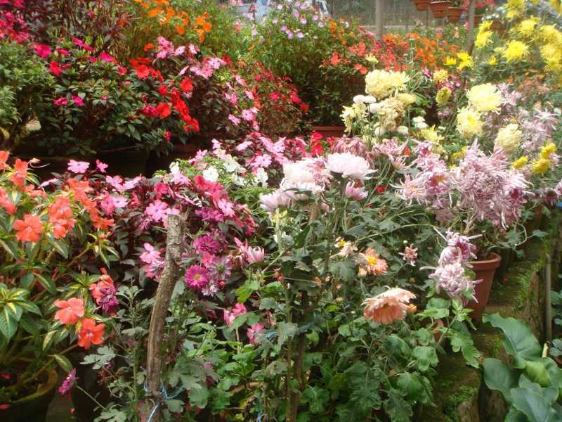 Visit Floriculture Centre