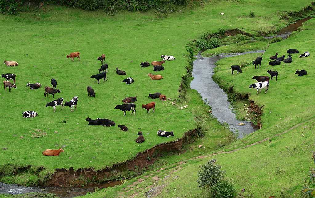 Visit Mattupetty Indo-Swiss Farm