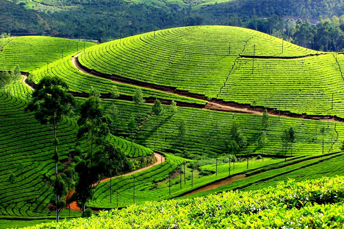 Visit Munnar Tea Plantations