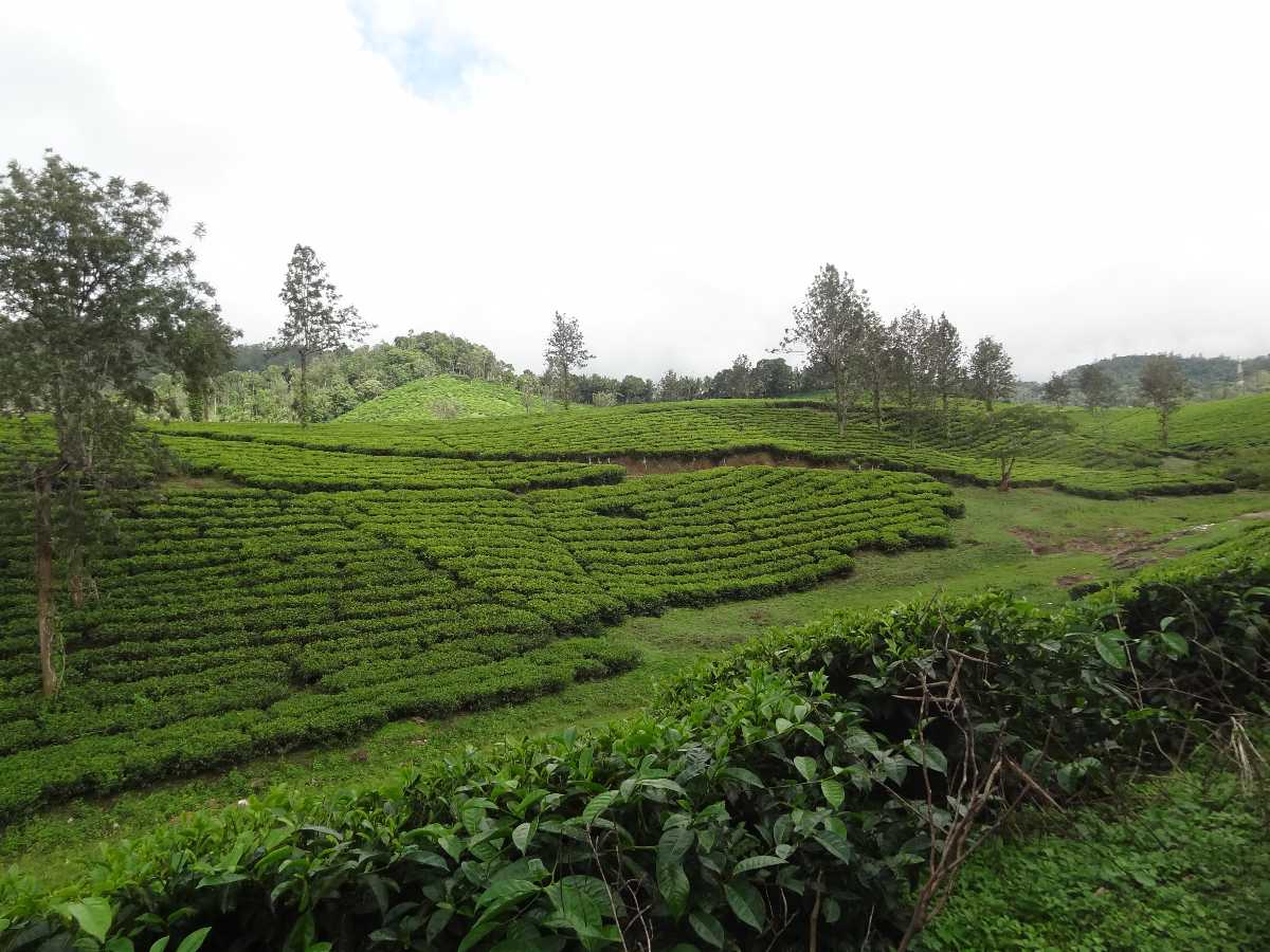 Visit Pallivasal Tea Garden