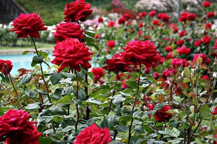 Visit Rose Garden Munnar