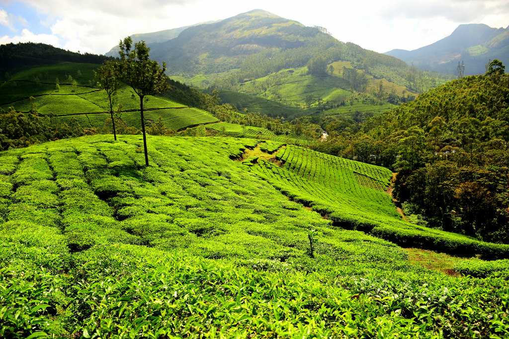 Visit Sevenmallay Tea Estate