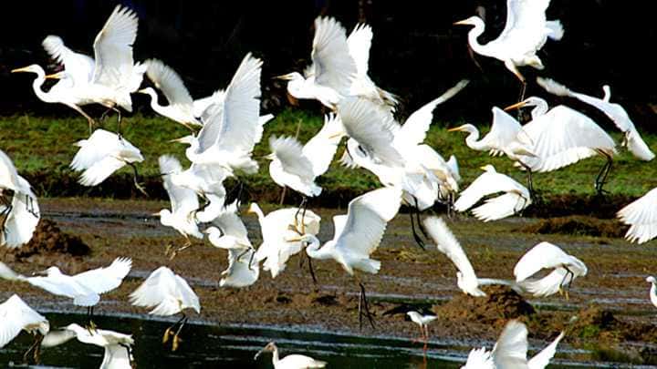 Visit Thattekad Bird Sanctuary