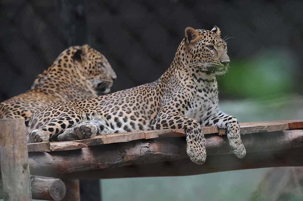 Visit Mysore Zoo