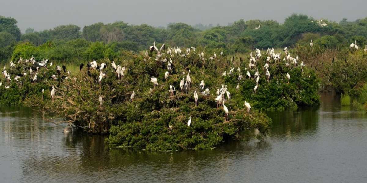 Visit Nelapattu Bird Sanctuary