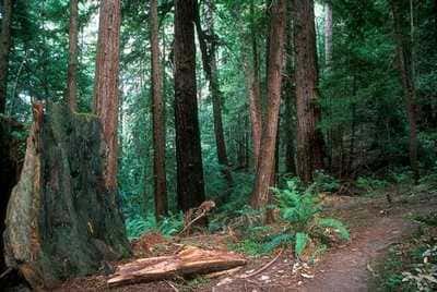 Visit Mallaram forest