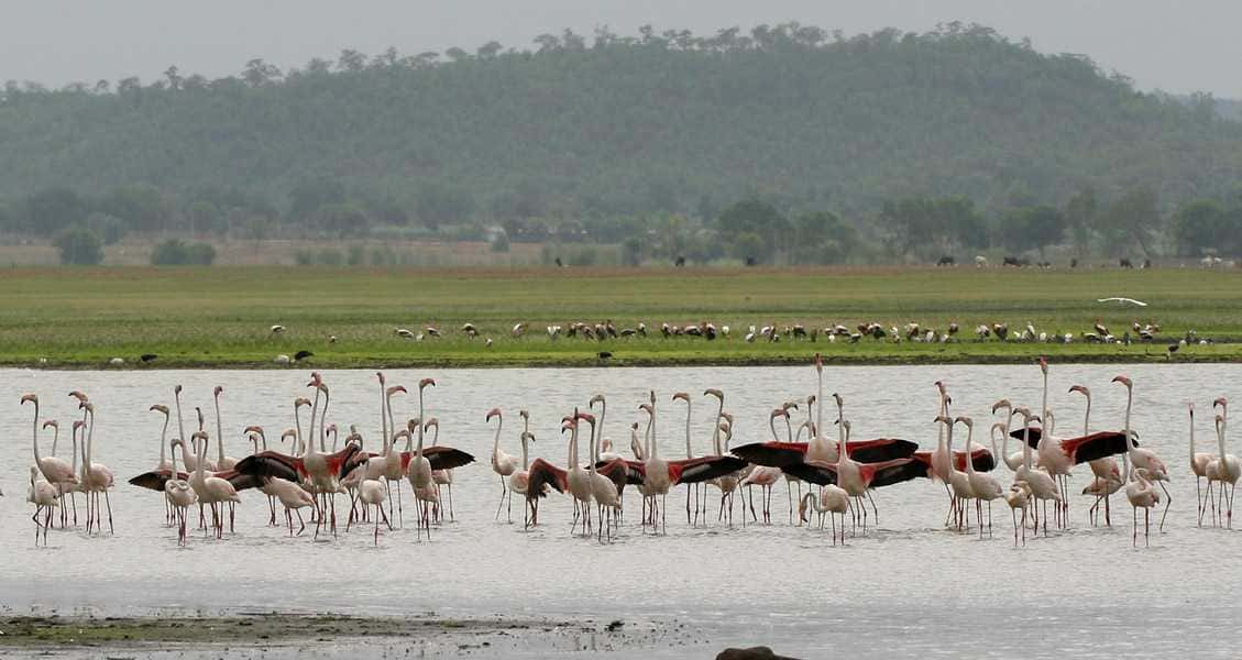 Visit Pocharam Wildlife Sanctuary