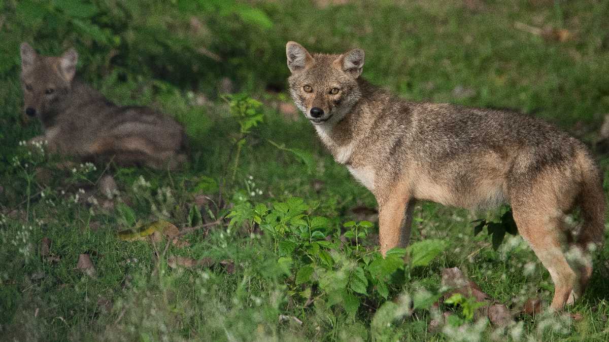 Visit Bir Moti Bagh Wildlife Sanctuary