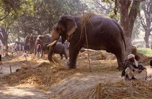 Visit Sonepur Mela