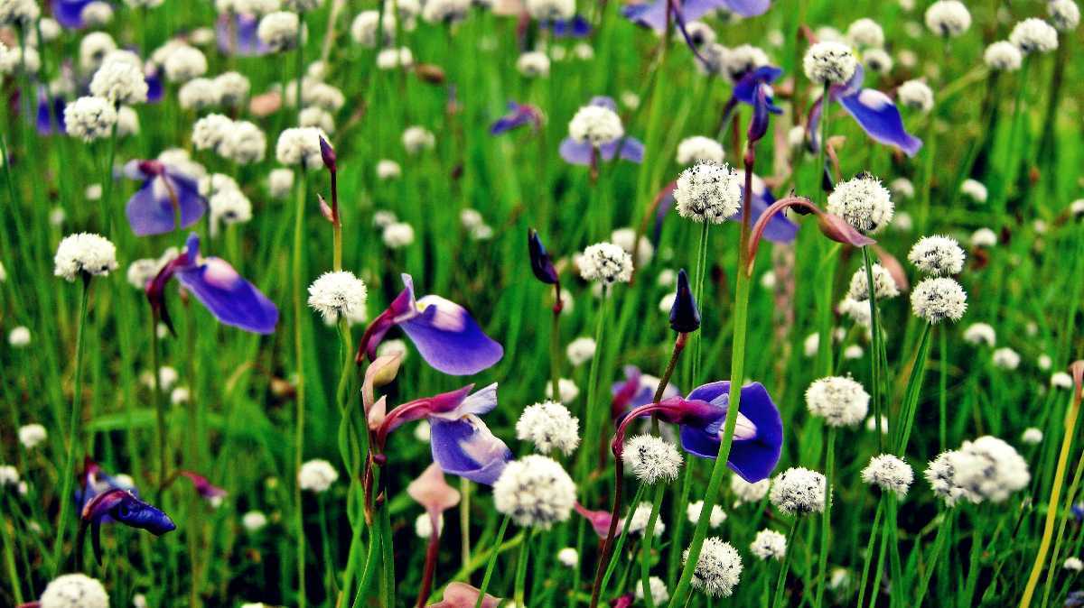 Visit Kaas Plateau