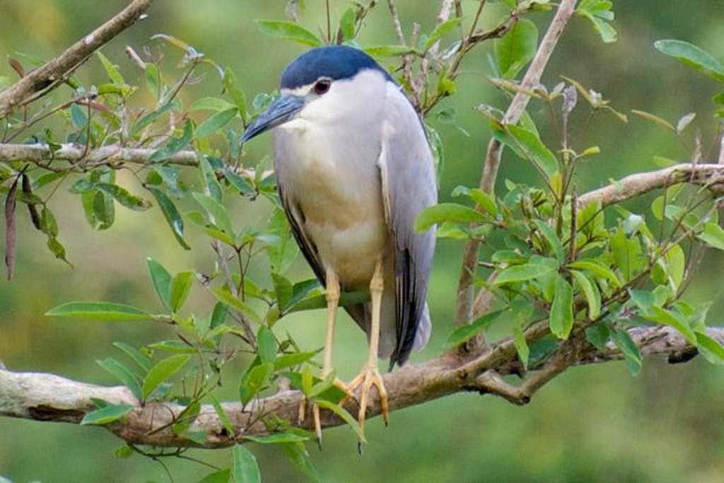 Visit Gudavi Bird Sanctuary