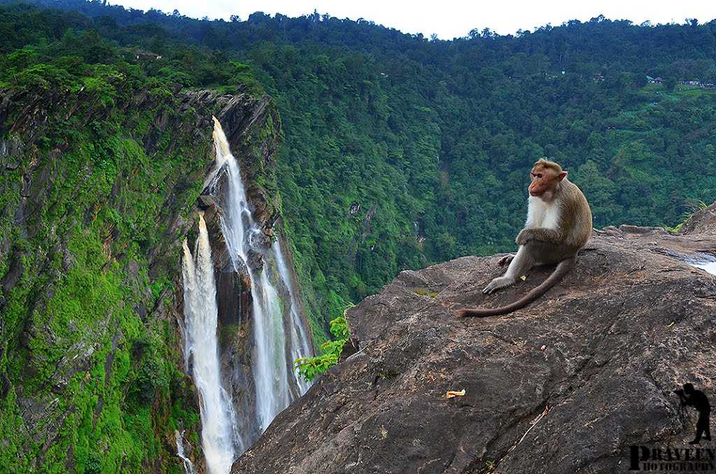 Visit Jog Falls