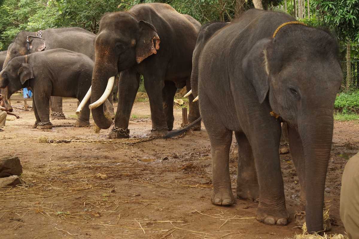 Visit Sakrebailu Elephant Camp