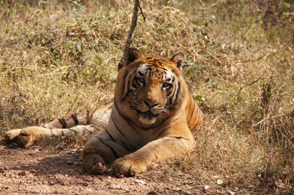 Visit Tyavarekoppa Tiger and Lion Safari