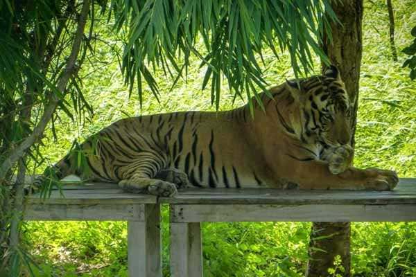 Visit Sajjan Garh Biological Park