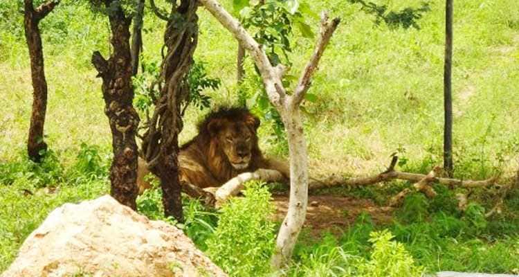 Visit Sajjangarh Biological Park