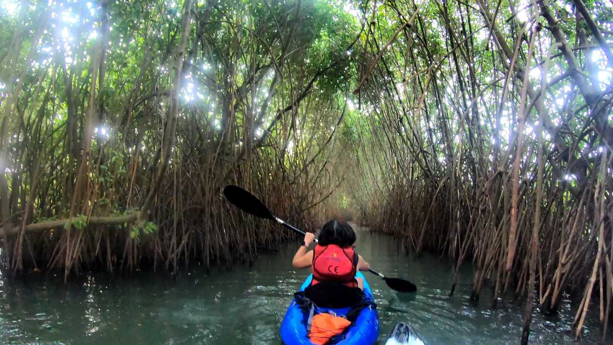 Visit Mangrove Forest Kayaking