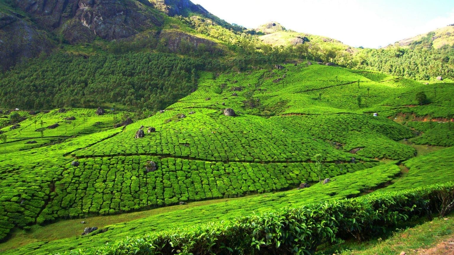 Munnar in August 2025: Complete Monsoon Travel Guide with Tea Gardens and Waterfalls