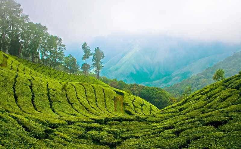 Visit Munnar - Top destination for travel and adventure