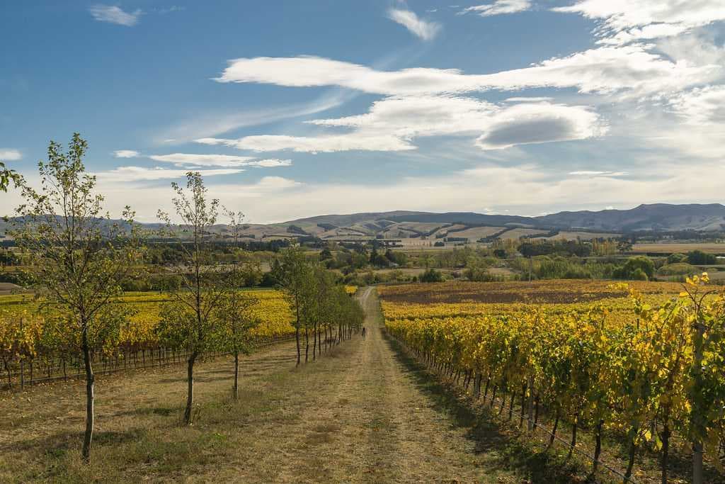 Attraction in Waipara - SyncTrip